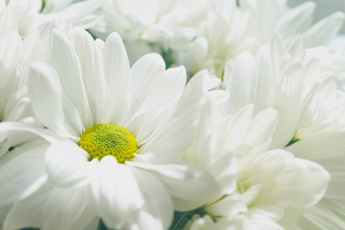 Coroa de flores para homenagem