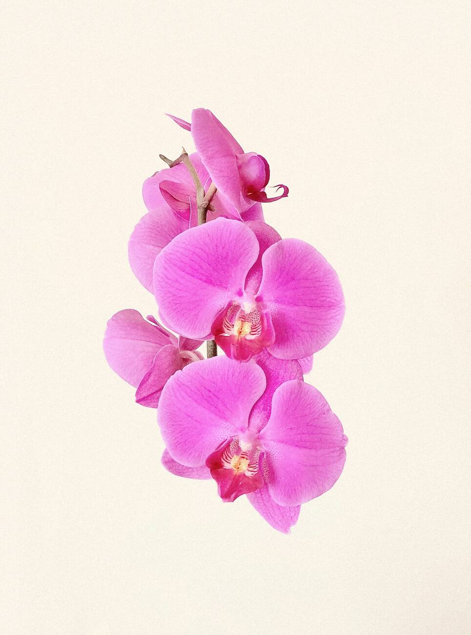 Orquídea