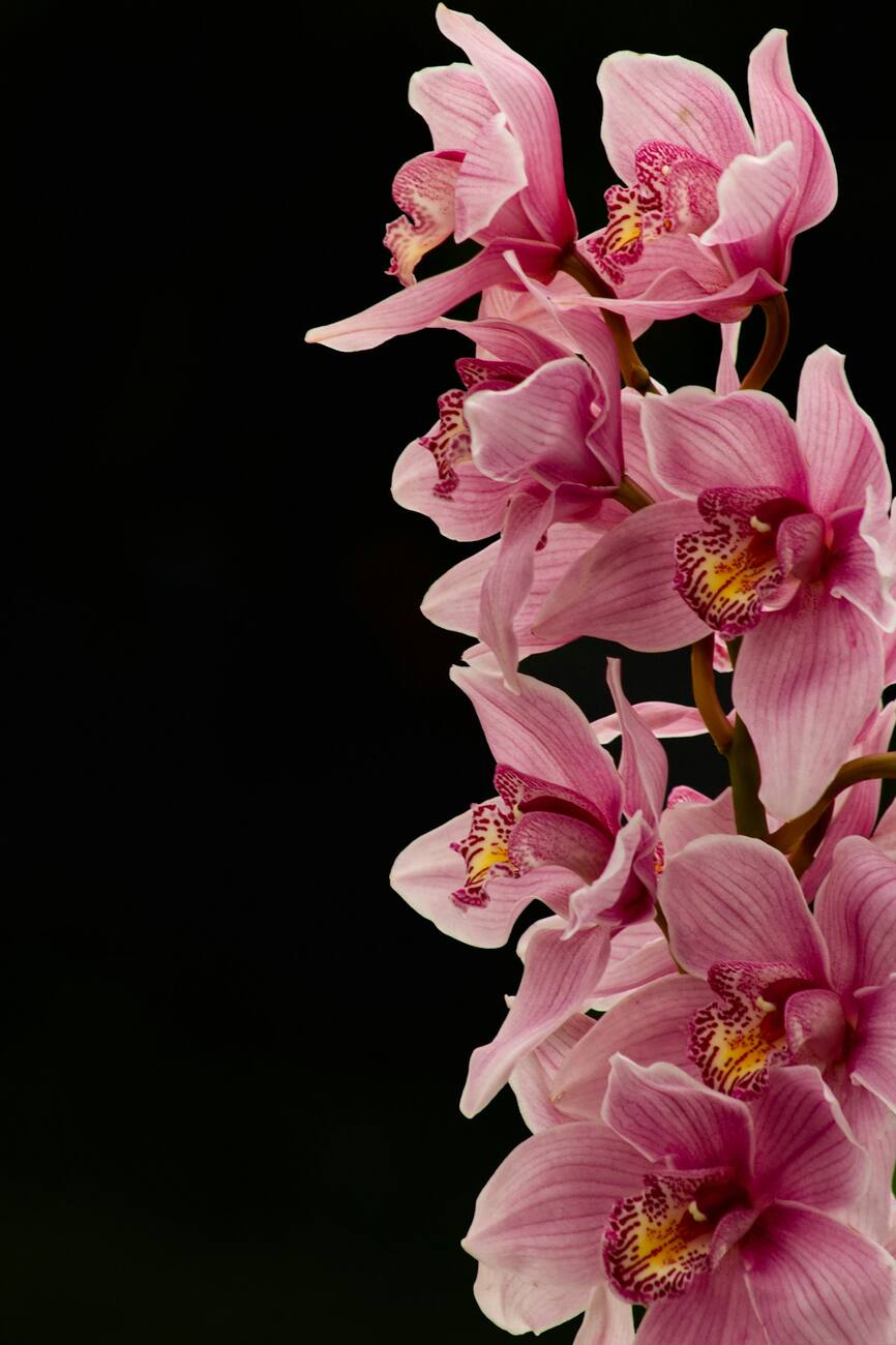 Orquídea em vaso