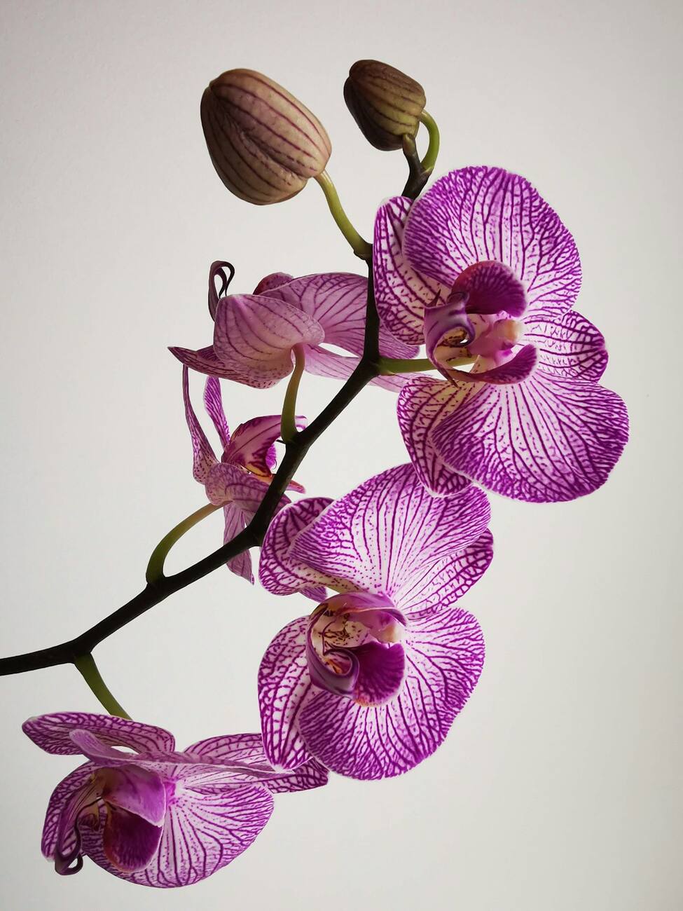 Orquídeas e plantas