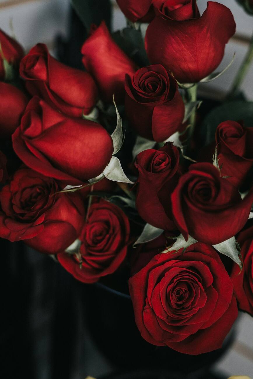 Rosas importadas
